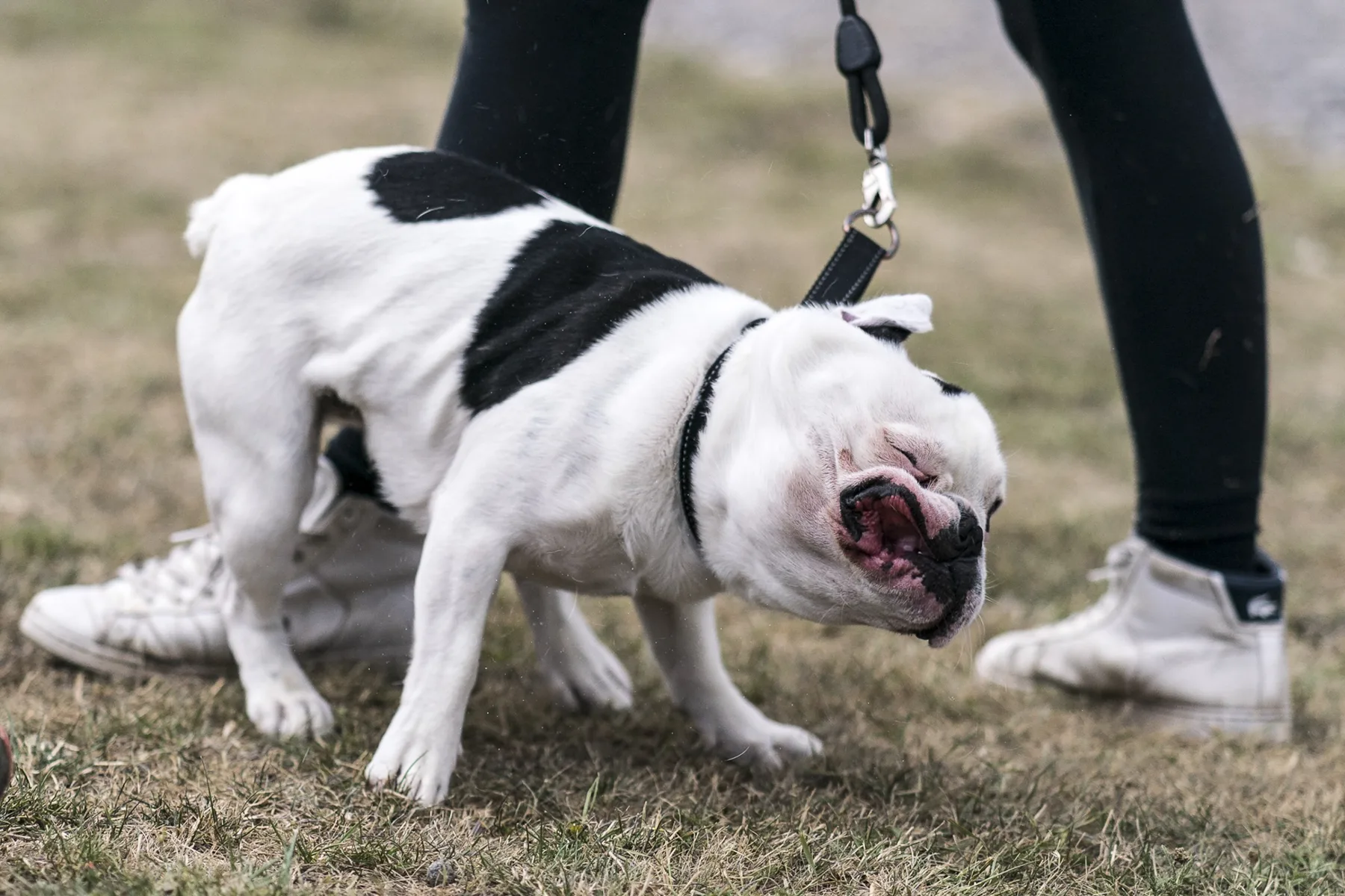 Bulldogg som drar i kopplet