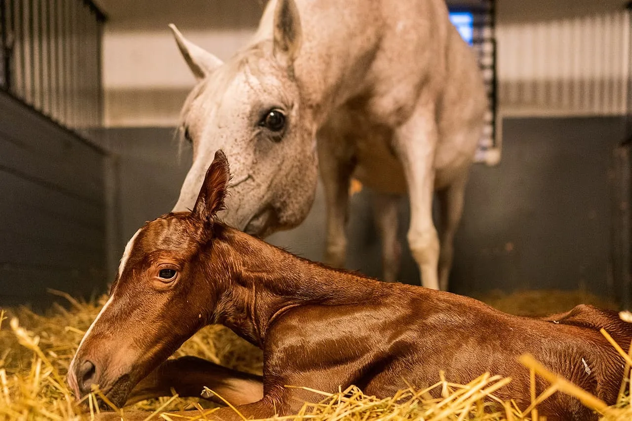 Nyfött föl i höet med sin mamma
