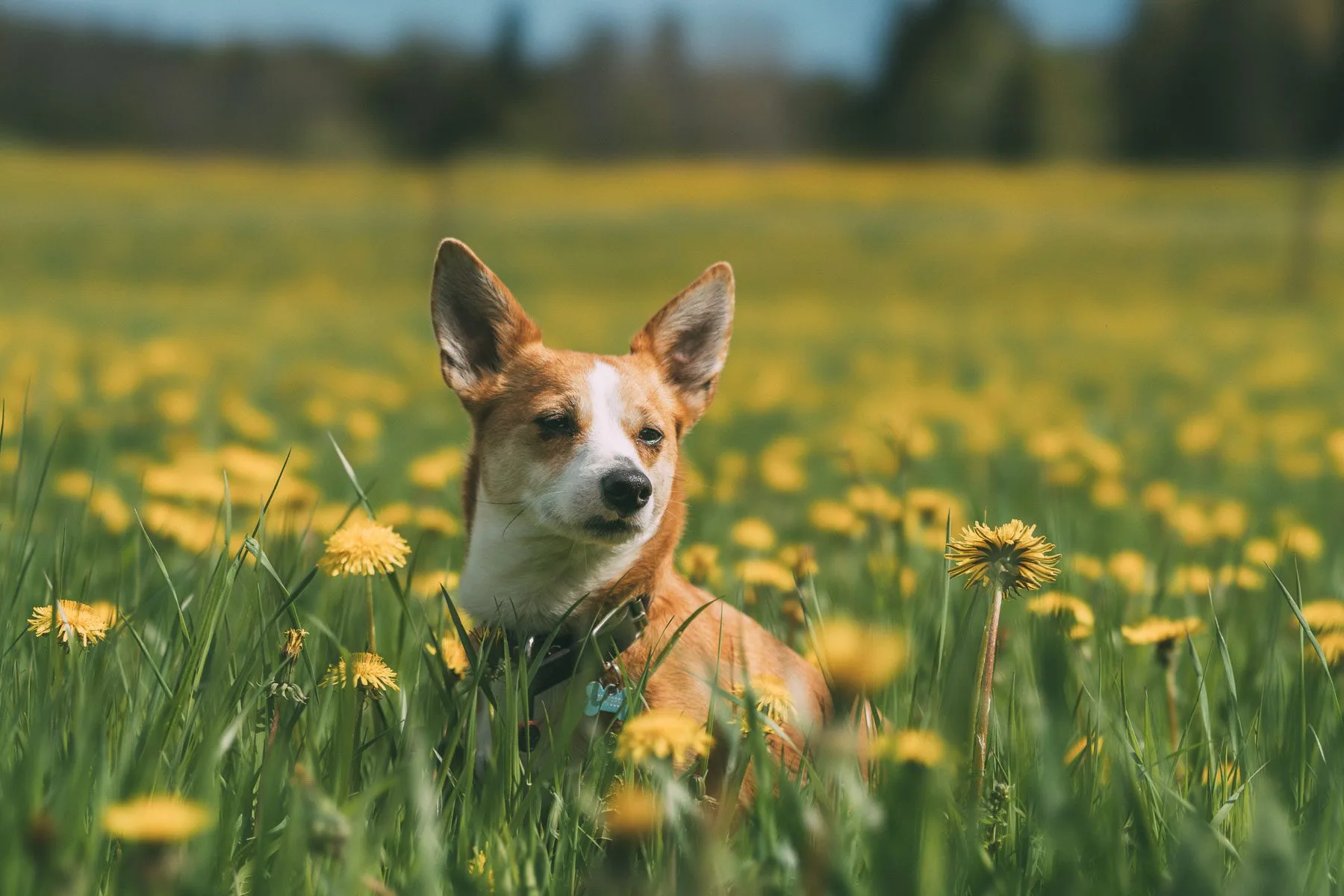 Hund som ligger bland maskrosor i gräset